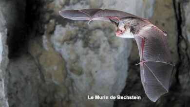 La chauve-souris, une alliée précieuse 9 chauve souris Murin de Bechstein 4