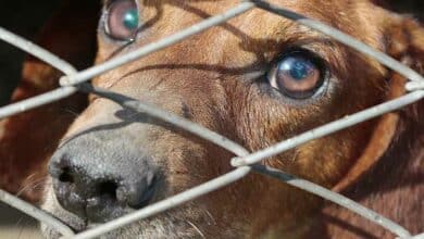 Protection animale et confinement 11 chien spa
