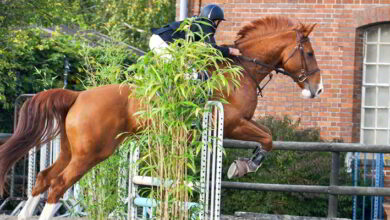 écuries du Vendômois ; Hunter