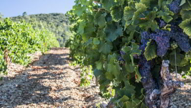 «Le millésime du siècle» 7 vendange ; vignerons