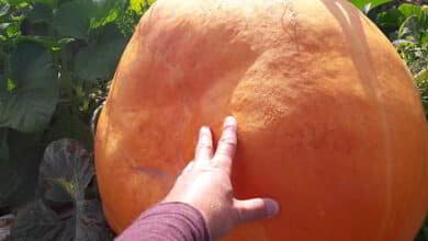 Une citrouille géante 7 courge serres