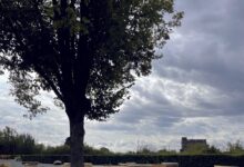 Cours d’écoles végétalisées