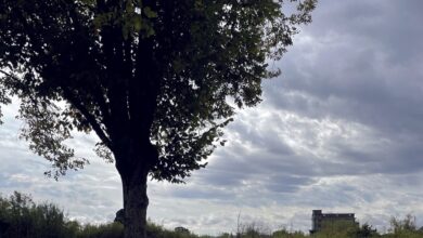 Cours d’écoles végétalisées 2 Cours d’écoles végétalisées