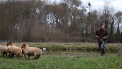 La filière ovine se met en place en Vendômois 14 ecopaturage