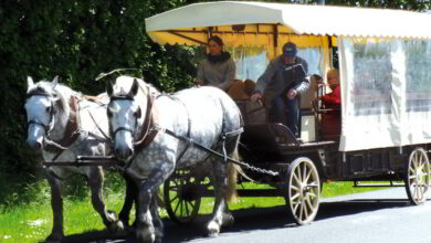 Arville : Festival "très Trait percheron" ! 4 estelle mulowsky