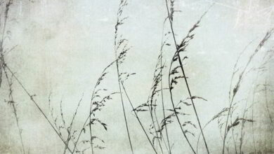 Exposition de Photographies de Véronique Dandeker 9 expo atelier rampe Dandeker2015 bandeau