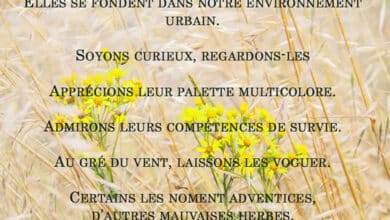 Les fleurs du vent 1 expo les fleurs du vent avant