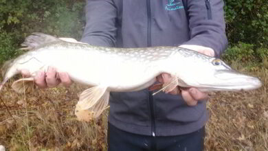 Ouverture de la pêche du brochet 13 brochets