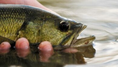 fede peche black bass
