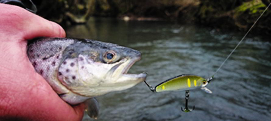 fede peche truite