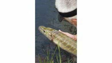 Ouverture du carnassier 2016 14 fede peche brochet