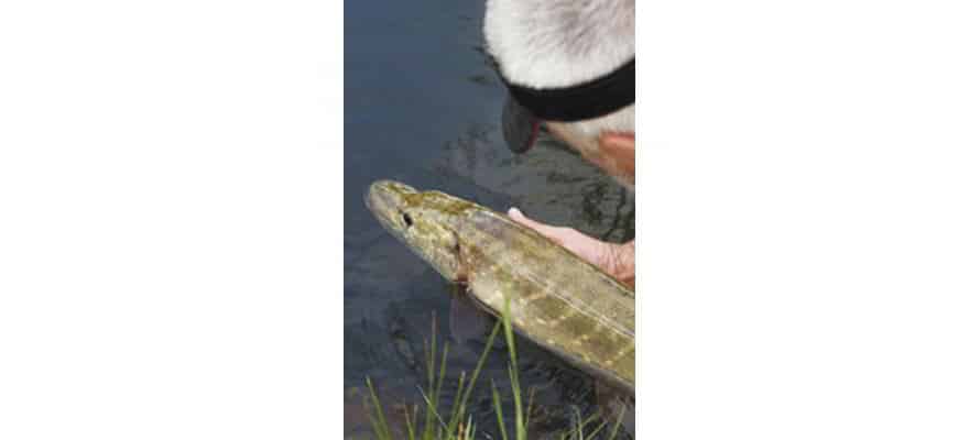 fede peche brochet