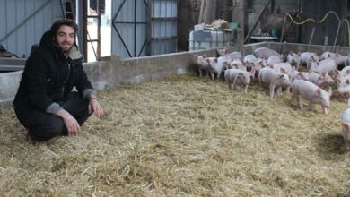 De l’élevage à l’assiette 5 ferme de gorgeat paul emmanuel boulai