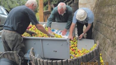 14e fête de la pomme 4 fete de la pomme