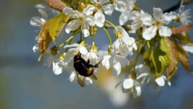 flore et insecte 1