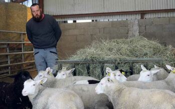 La Ferme de Villavard,  pédagogie et production d’agneaux bio