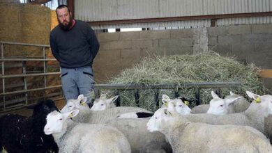florent bouillon directeur de la structure agricole et une partie de ses moutons