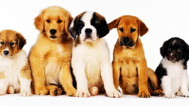 Pour tous les amoureux des chiens 13 foire aux chiens