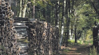 foret
