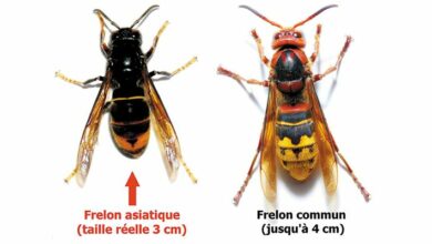 Reconnaître le frelon asiatique 9 frelon asiatique
