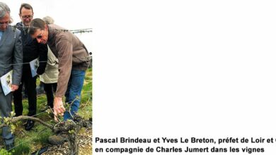 Gel sur la vigne vendômoise 10 gel vigne vendome