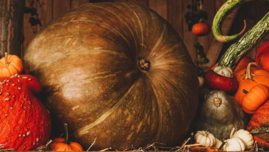il est venu le temps des citrouilles et des esprits farceurs 7 halloween courges