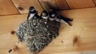 Attention à la biodiversité dans la rénovation du bâti 7 hirondelle avant