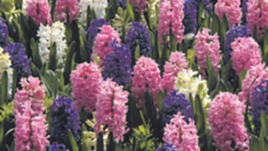 Jacinthes de l’espoir 5 jacinthe