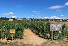 Labyrinthe une aventure ludique en pleine nature 6 Labyrinthe une aventure ludique en pleine nature