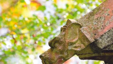 Le Jardin des Tamaris
aux Rendez-vous aux Jardins 2 Le Jardin des Tamaris
aux Rendez-vous aux Jardins