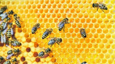 les abeilles avant