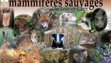 les mammmiferes sauvages 1