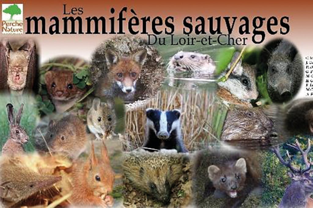 les mammmiferes sauvages 1