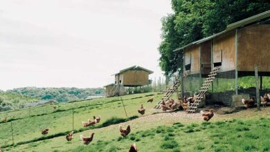 Ma chère petite poulette ! 1 locale