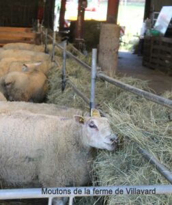 mouton bio de villavard