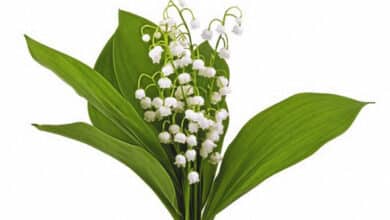Voici venu le temps du muguet ! 1 muguet