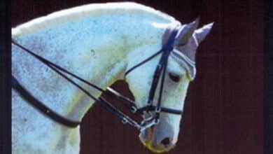 naveil equitation bandeau