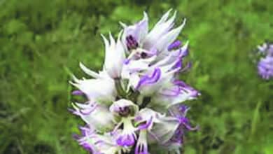 A la découverte des orchidées 14 orchis singe1 avant