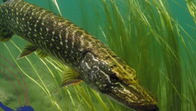 peche brochet ouverture