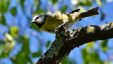 Le grand défi «nature» de Mazangé 9 Perche Nature ; nature