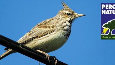 Perche Nature enquête, participez ! 10 perche nature cochevis huppe