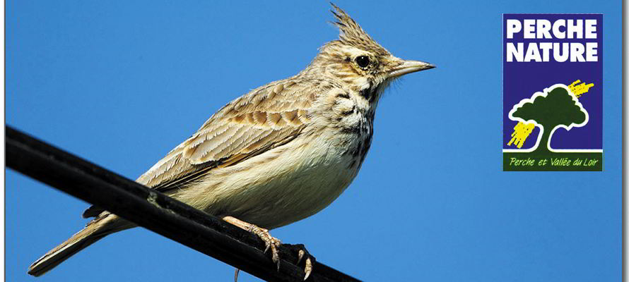 Perche Nature enquête, participez ! 1 perche nature cochevis huppe