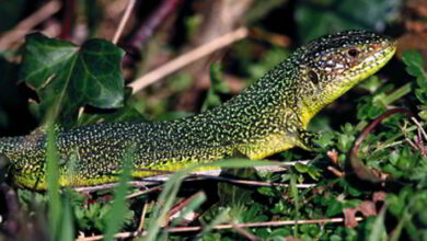 AMPHIBIENS ET REPTILES, dernière année pour les inventorier ! 10 perche nature lezard vert