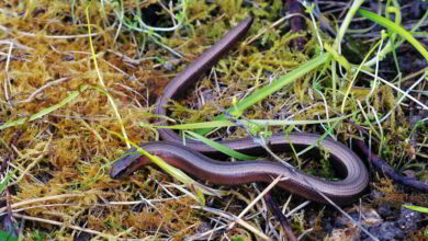 AMPHIBIENS ET REPTILES, dernière année pour les inventorier ! 12 perche nature orvet