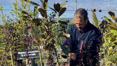 philippe duval dans les plantations du marche vert 1