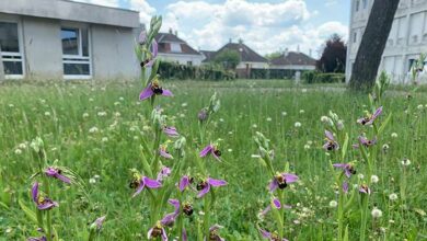 photo 3 orchidee lycee