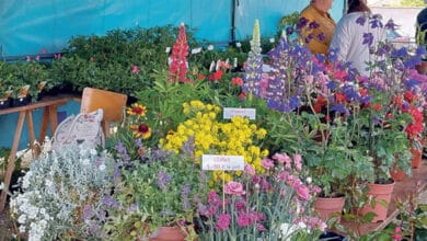 Marché et bourse aux plantes à Villetrun 1 photo plantes villetrun avant