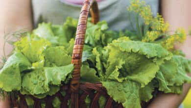 plantes comestibles avant