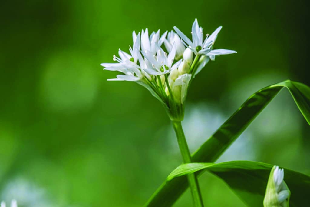 plantes sauvages