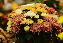 Pourquoi le chrysanthème est-il devenu la fleur de la Toussaint ? 5 Pourquoi le chrysanthème est-il devenu la fleur
de la Toussaint ?